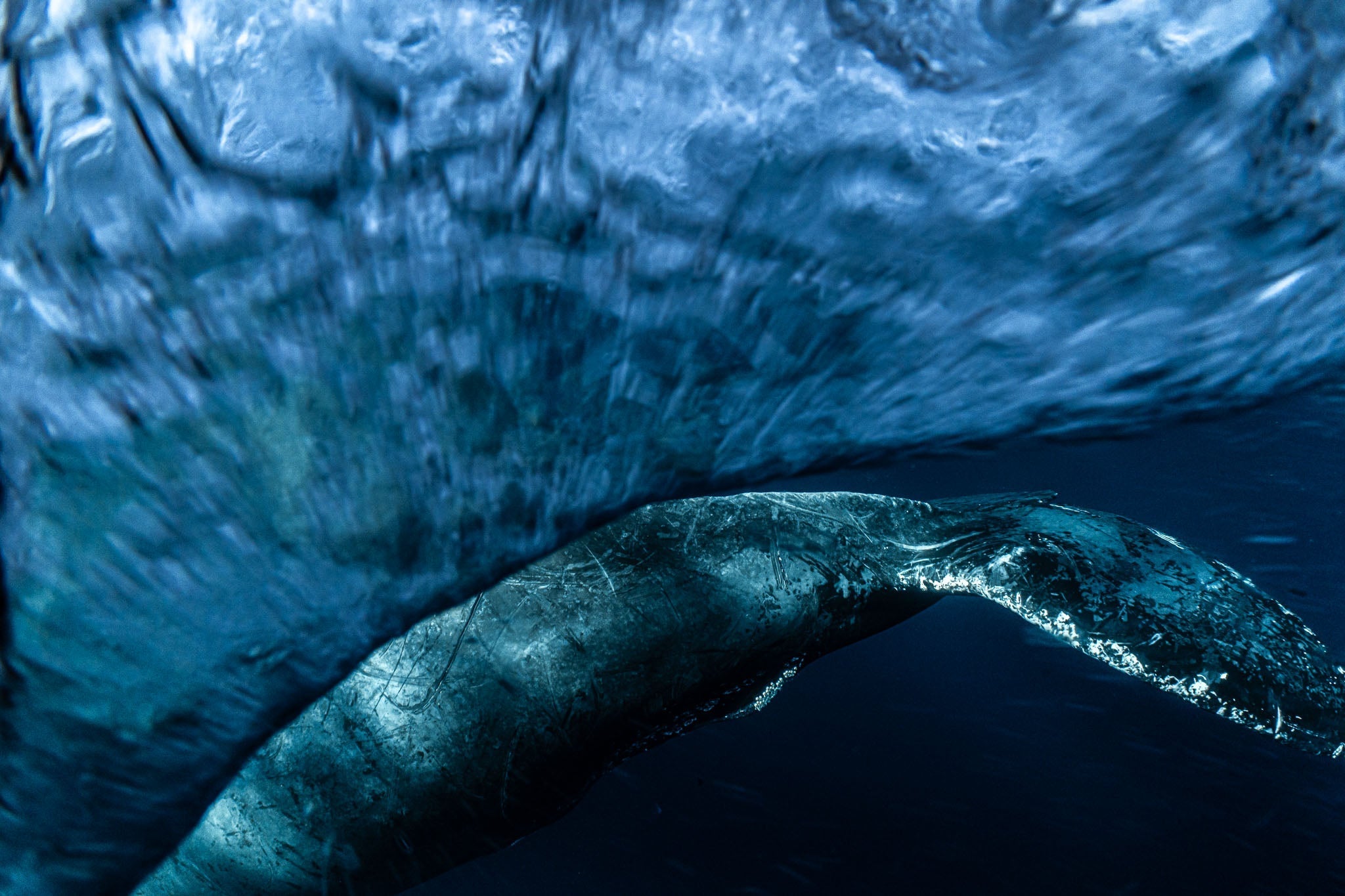 Humpback whale field research diary - Part 2