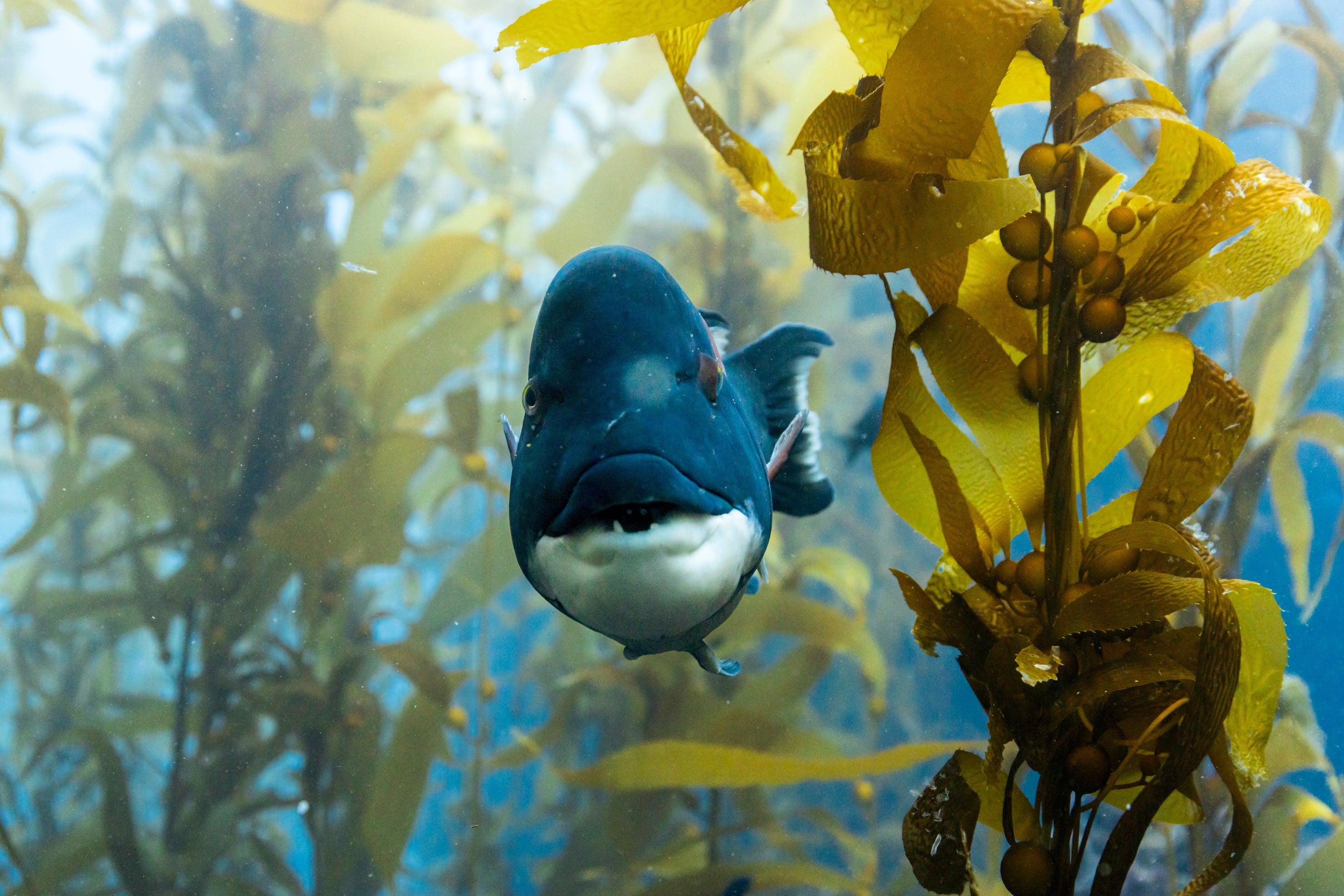 A sheepshead wrasse in a kelp forest in California