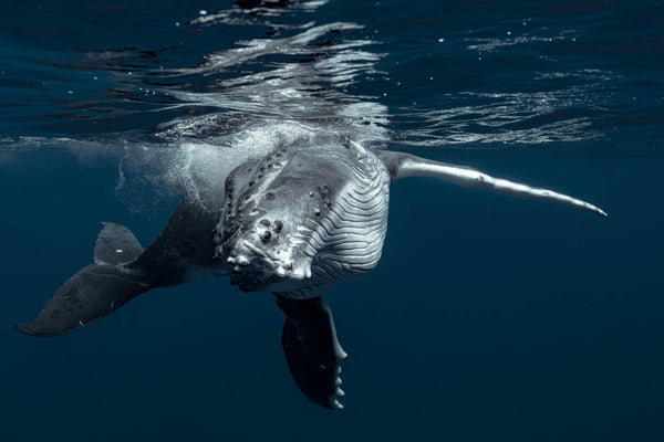 Tonga Dive & Sail Adventure