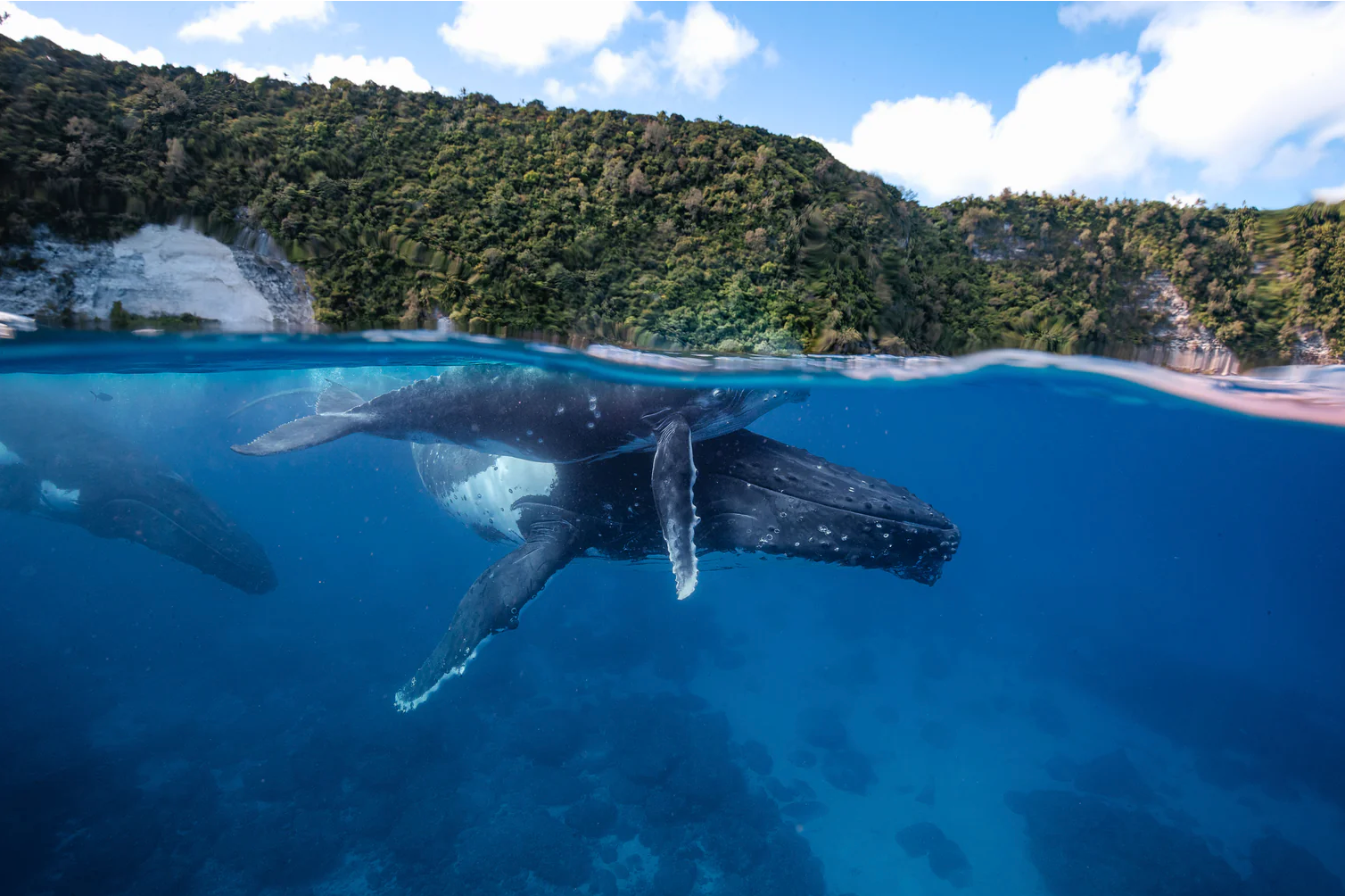 Tonga Dive Adventure