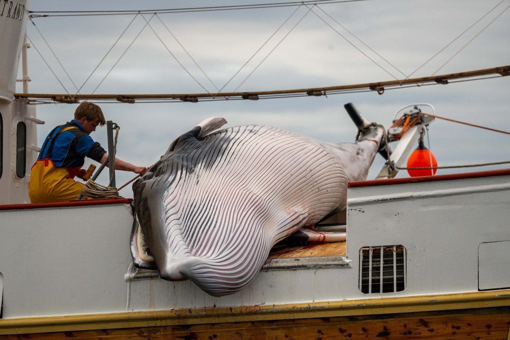 Whale Hunting Patterns Bloody Waters: What whale hunting really looks like | Arksen
