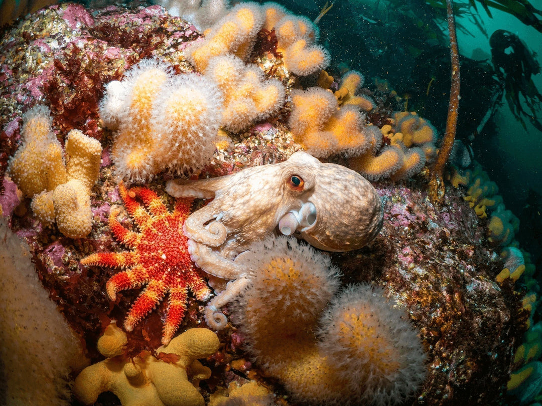 EXPOSED: The Truth About Bottom Trawling Revealed for the First Time
