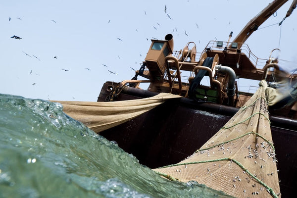 EXPOSED: The Truth About Bottom Trawling Revealed for the First Time