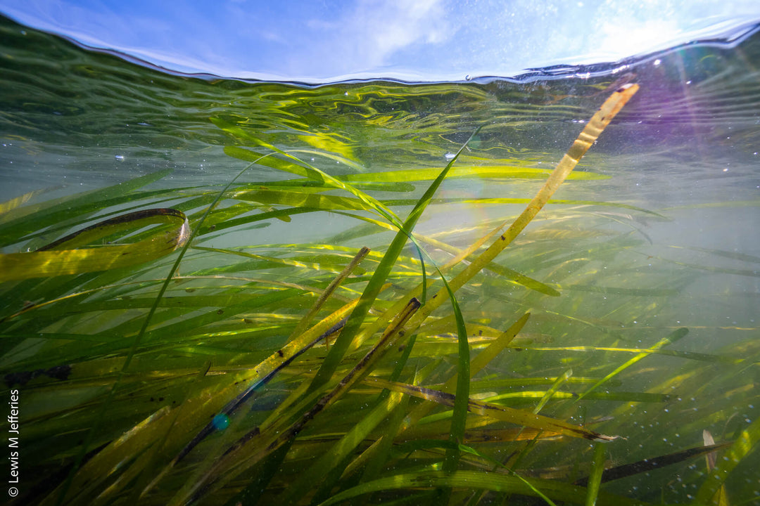 How Arksen and 10% for the Ocean supported Project Seagrass to help recovery