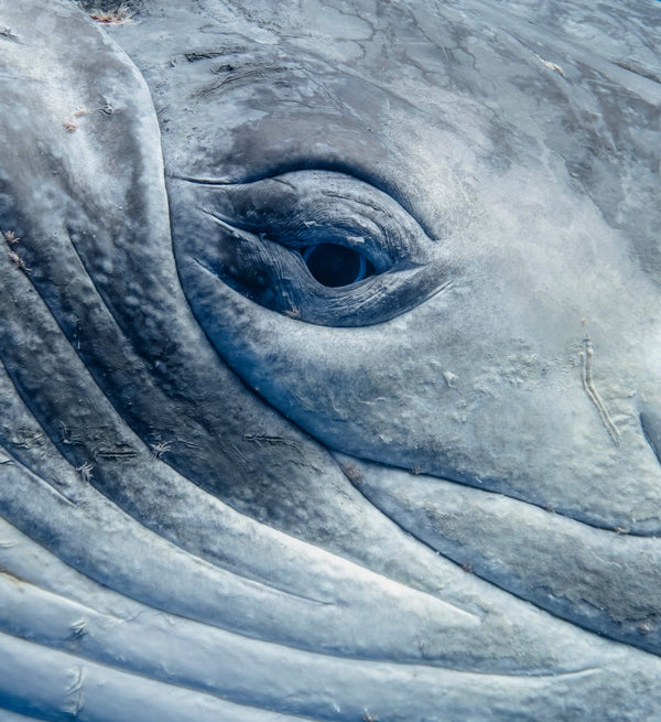 ŌSENI | A Journey to Tonga with Arksen Adventures